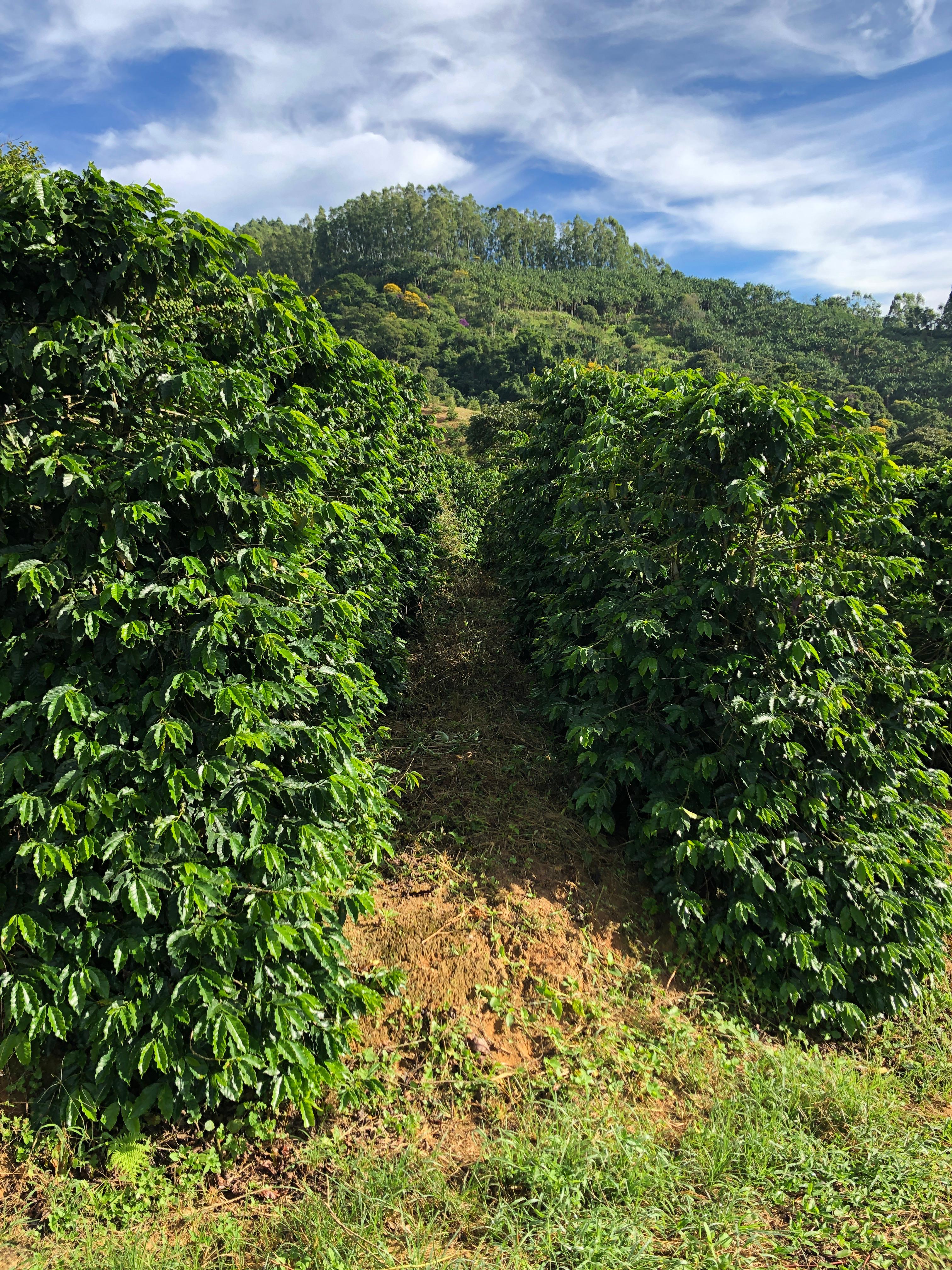 Nossos grãos de café